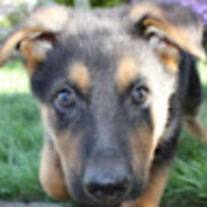 Meet your Posher, Hazel13